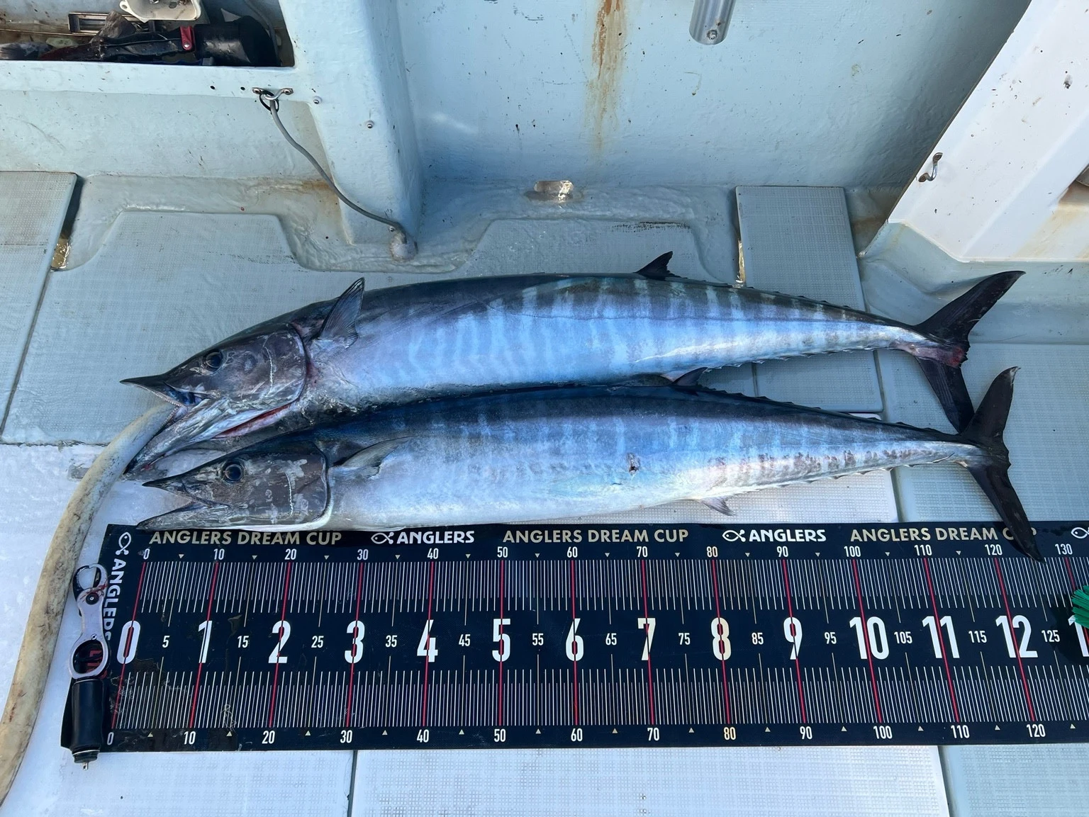 船上に並んだ2匹の魚と計測マット